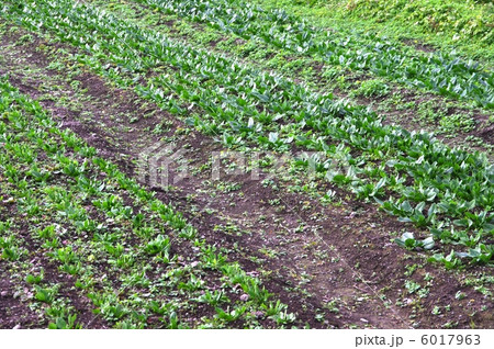 ホウレンソウ畑　ホウレンソウの栽培 6017963