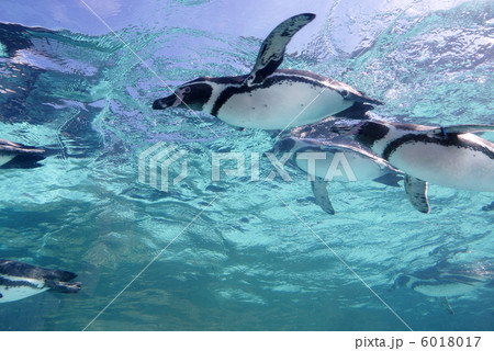 泳ぐフンボルトペンギン 6018017