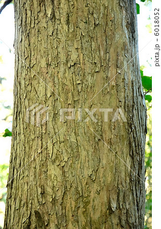 かやの木 6018052