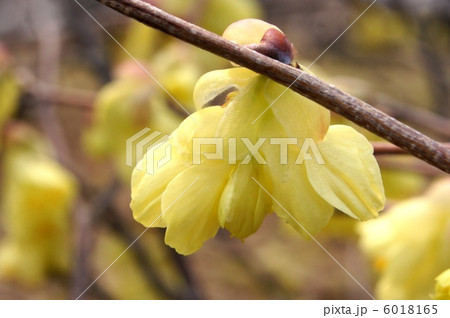 ヒュウガミズキ（日向水木） 6018165