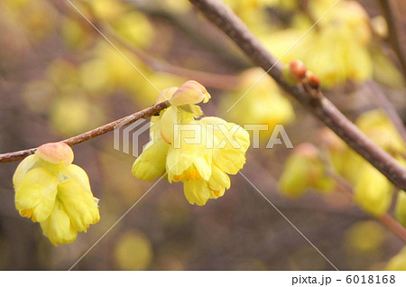 ヒュウガミズキ（日向水木） 6018168