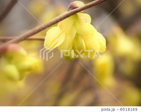 ヒュウガミズキ（日向水木） 6018169