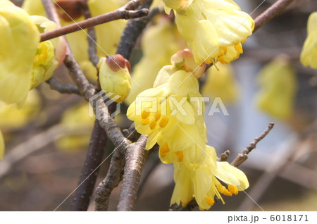 ヒュウガミズキ（日向水木） 6018171