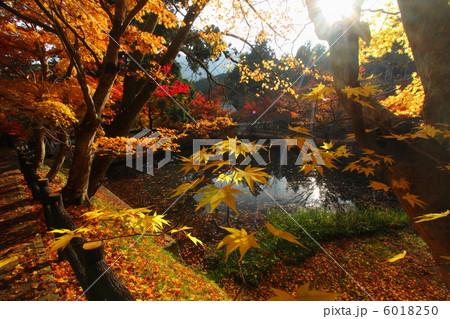 兵庫の紅葉 6018250