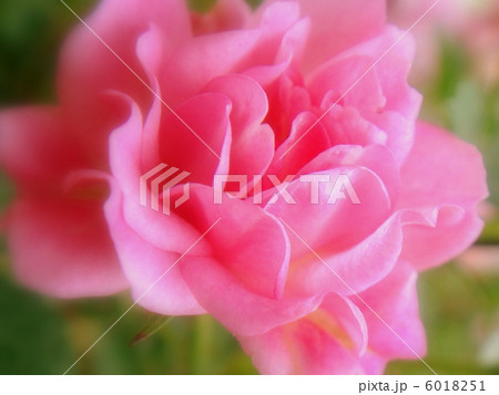 おやゆび姫（ピンク）：ミニバラ 6018251