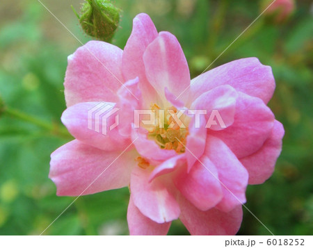 おやゆび姫（ピンク）：ミニバラ 6018252