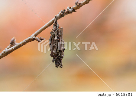 ミノムシ 6018301