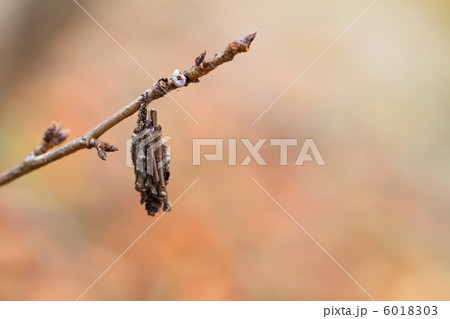 ミノムシ 6018303