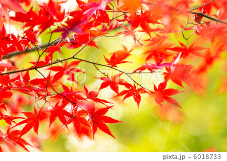 紅葉したもみじ 6018733