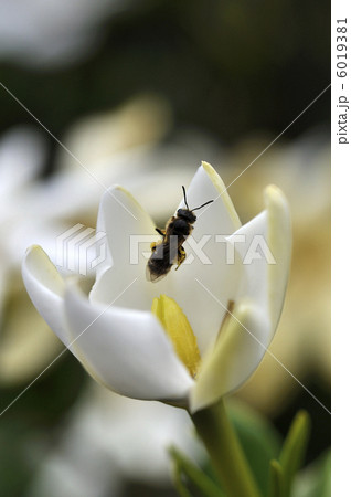 クチナシの花 6019381