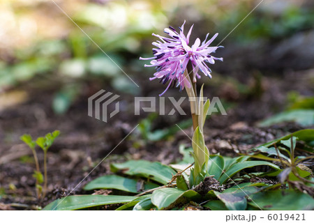 ショウジョウバカマ 6019421