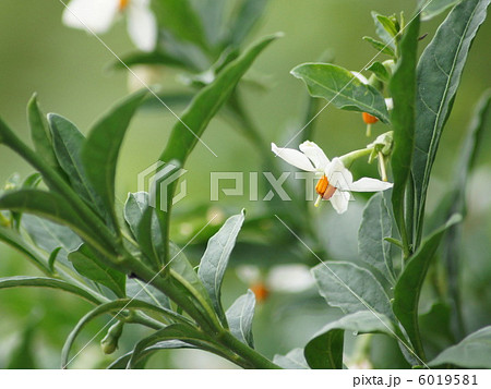 フユサンゴ（冬珊瑚）の花 6019581