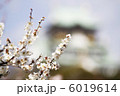 梅　大阪城 6019614