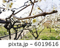 梅　梅林 6019616