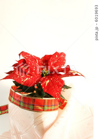 クリスマスイメージ ポインセチアの赤い葉と赤いリボン 白バック上部スペース縦位置の写真素材