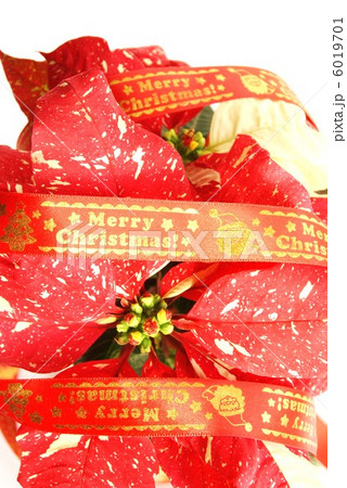 クリスマスイメージ ポインセチアの赤い葉に赤いリボン上下のメッセージ 白バック縦位置の写真素材