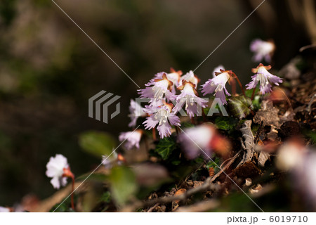 横根山のイワウチワ 6019710