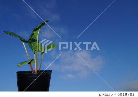 ルバーブの苗 ルバーブの苗 6019783