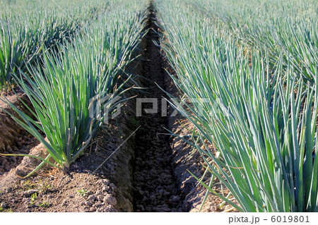 根深ネギ 6019801