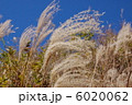 ススキ 6020062