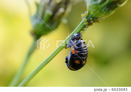 ナナホシテントウの蛹とアブラムシ 図鑑可 の写真素材