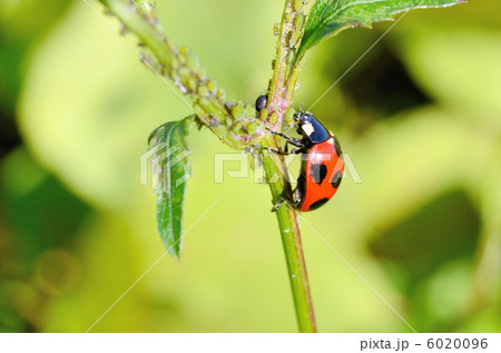 アブラムシを食べるナナホシテントウ 図鑑可 の写真素材