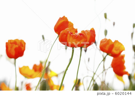 ひなげしの花 6020144
