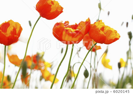 ひなげしの花 6020145