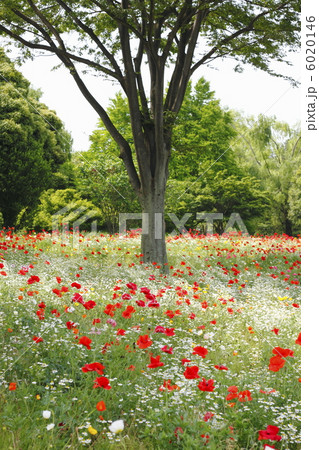 ひなげしの花畑 6020146