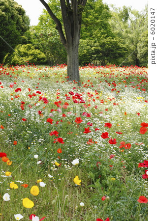 ひなげしの花畑 6020147