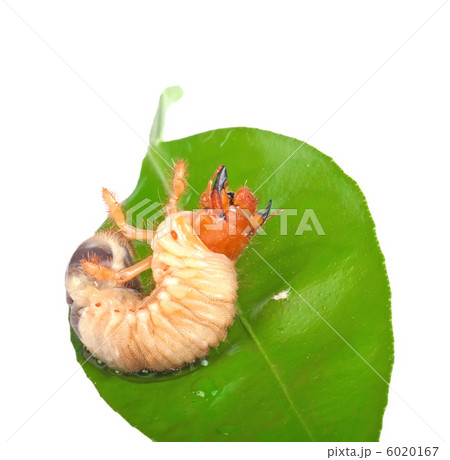 Chafer larva on green leaf 6020167