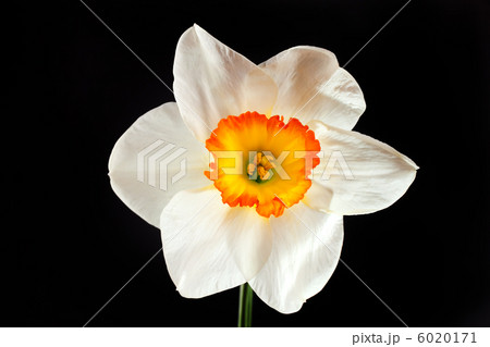 White narcissus flower with yellow petals isolated on black White narcissus flower with yellow petals isolated on black 6020171