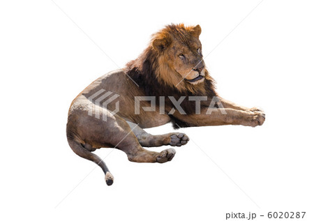 ライオンのオス（白背景） 6020287