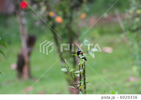 Chestnut Munia （キンパラ） 6020356