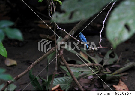 Verditer Flycatcher （ロクショウヒタキ） 6020357