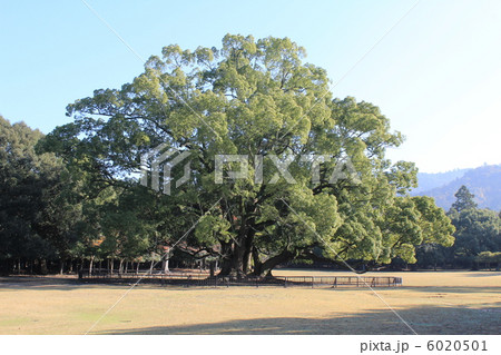 奈良公園の大きな楠の木と鹿 6020501