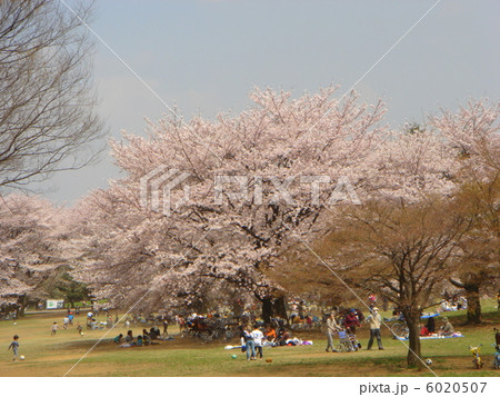 公園で憩う人々（花見） 6020507