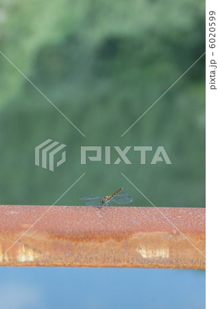 赤とんぼ 6020599