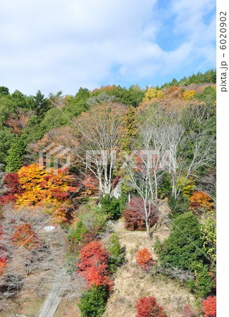 参道を覆う四季桜 6020902