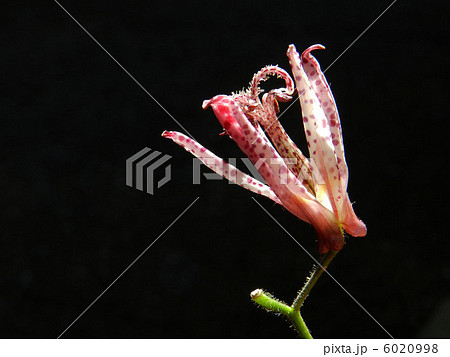 ホトトギス（杜鵑草） 6020998