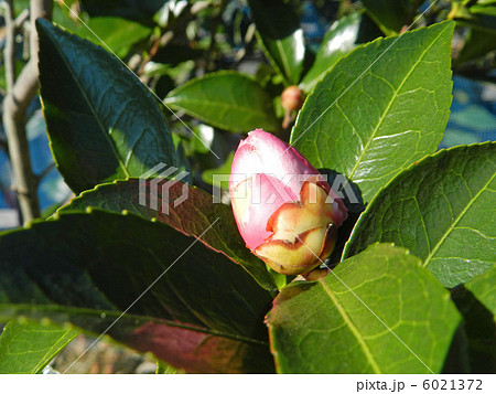 サザンカ（山茶花） 6021372