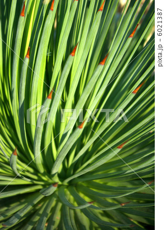 アガベ・ストリクタと思われる植物 アガベ・ストリクタと思われる植物 6021387