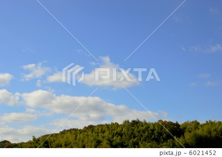 青空と竹林の風景 青空と竹林の風景 6021452