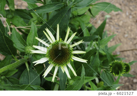 ハーブ畑のエキナケア 6021527