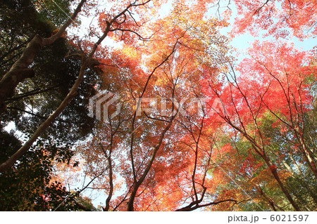 三滝寺 三滝寺 6021597