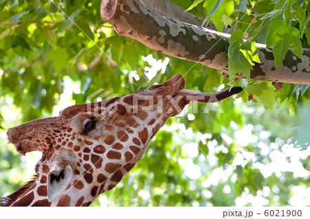 Giraffe eating green leaves on the tree 6021900