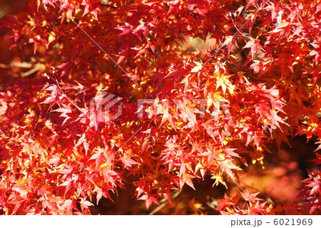 背景素材・秋イメージ・ヤマモミジの紅葉・横位置 6021969