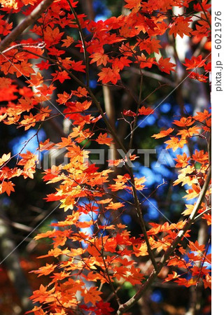 背景素材・秋イメージ・ヤマモミジの紅葉と透ける青空・縦位置 6021976