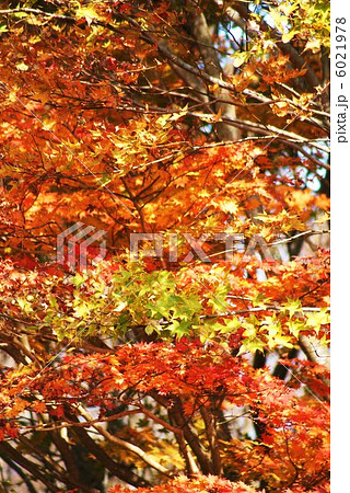 背景素材・秋イメージ・ヤマモミジの紅葉と黄葉・縦位置 6021978