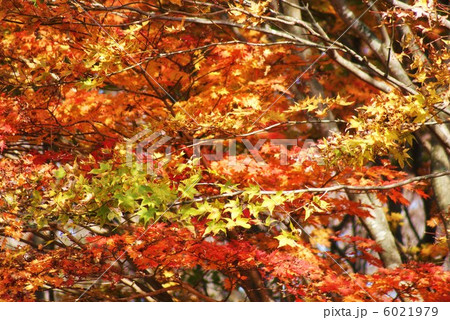 背景素材・秋イメージ・ヤマモミジの紅葉と黄葉・横位置 6021979